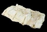 Articulated Plesiosaur (Trinacromerum) Vertebrae - Kansas #143494-3